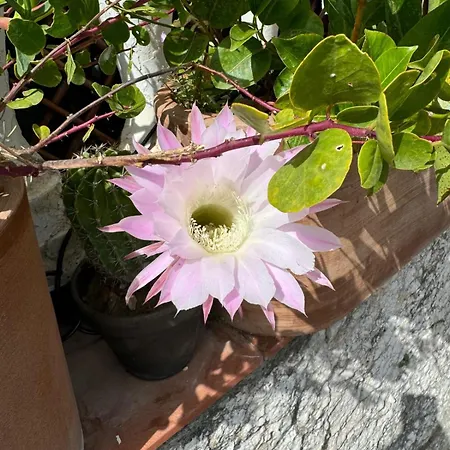 Mamme Carine Holiday home