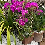 Mamme Carine Tatil Evi *