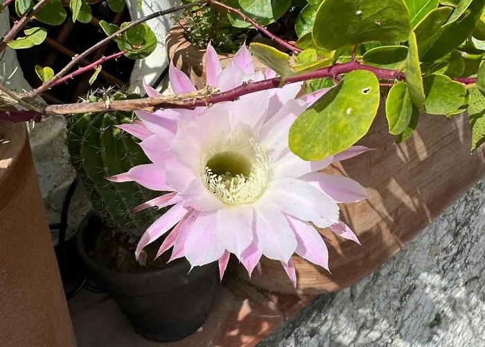 Mamme Carine Σπίτι διακοπών